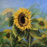 Sonnenblume 2006